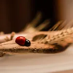 Lou Rose Κατάλυμα σε φάρμα *